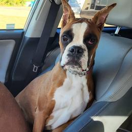 Soleil - Fawn female Boxer puppy in Clinton, Iowa from Cadogans Boxers