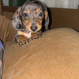 Boy 2 - Dapple male Dachshund puppy in Gastonia, North Carolina from Lanier’s Little Weenies