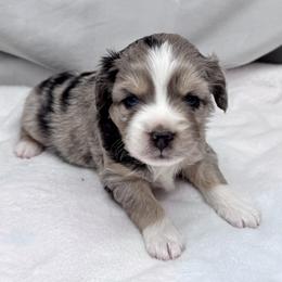 Krag - Blue merle male Toy Australian Shepherd puppy in Bly, Oregon from Apacheblus Toy Aussies