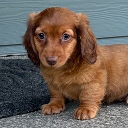 Dachshund Puppies from Longdox Mini Dachshunds