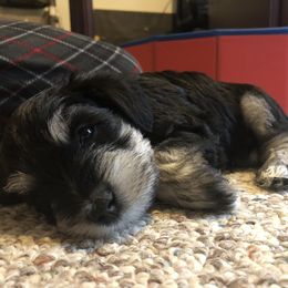 Miniature Schnauzer and Poodle Puppies from Bits & Bytes Farm