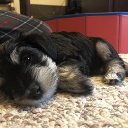 Miniature Schnauzer and Poodle Puppies from Bits & Bytes Farm