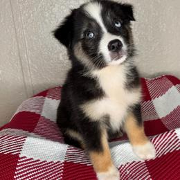 Nova - Black tri-color female Australian Shepherd puppy in Polk City, Florida from Skaky Shepherds