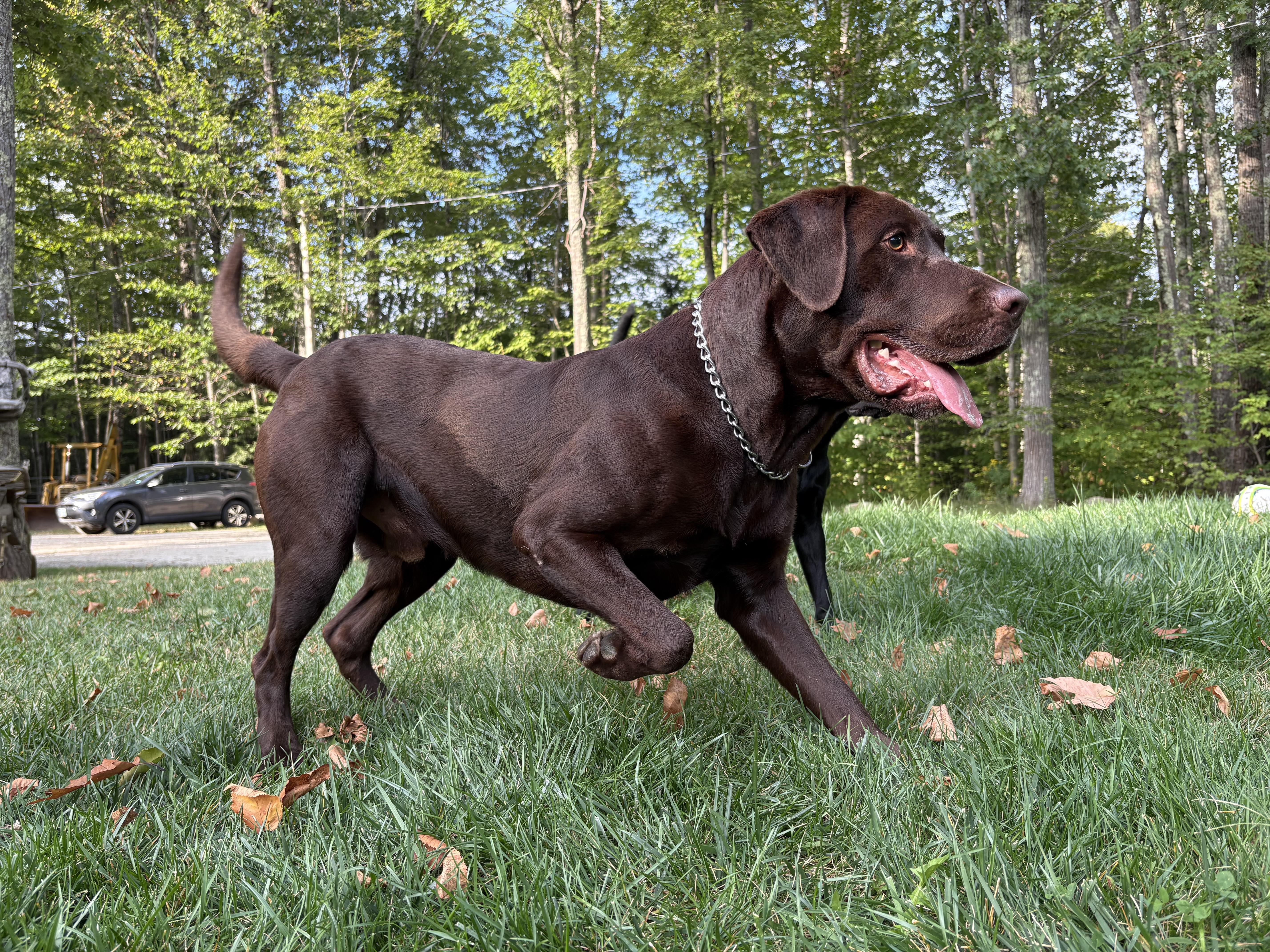 Dawn's Labrador Retrievers in New Hampshire | Labrador Retriever ...