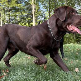 Labrador Retrievers from Dawn Johnson