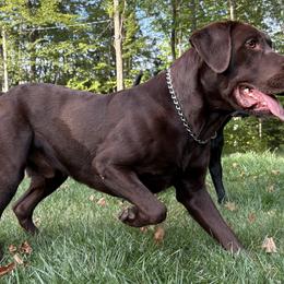 Labrador Retrievers from Dawn Johnson