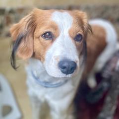 Labrador Retrievers and Nederlandse Kooikerhondjes from Three Oaks Farm
