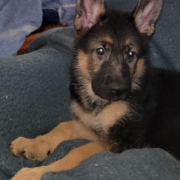 German Shepherd Puppies from Vom Legend Land