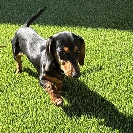 Shadow - Black and tan male Dachshund puppy in Las Vegas, Nevada from Dachshund House