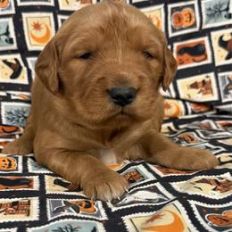 Purple Girl - Dark golden female Golden Retriever puppy in Rockwell, North Carolina from KnL Golden Acres