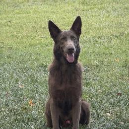 Princeton - Isabella male German Shepherd puppy in Phenix City, Alabama from Black Rose Shepherds