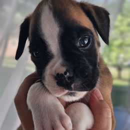 Green - Fawn male Boxer puppy in Johnson City, Tennessee from Seven Kingdom Boxers