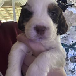 Black collar GRAPES - Liver white and tan male English Springer Spaniel puppy in Elma, Washington from McCartney Springer’s