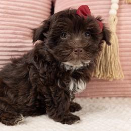Rosie - Brown female Maltipoo puppy in Salt Lake City, Utah from My Doodle Puppy