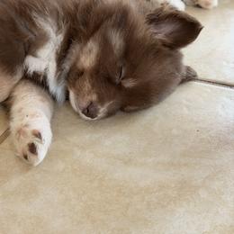 Pomsky Puppies from White Horse Pomsky's
