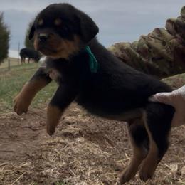 Turquoise Collar Male - Black and rust male Rottweiler puppy in Brandenburg, Kentucky from Boss Rottweiler Haus