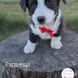 American Corgi, Cardigan Welsh Corgi, and Pembroke Welsh Corgi Puppies from Chloe's Colorful Corgis