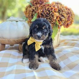 Birch - Phantom male Bernedoodle puppy in Russell Springs, Kentucky from 270 Doodles