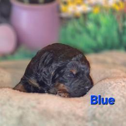 Blue - Tri-color male Bernedoodle puppy in Taft, Tennessee from McGraw's Fetching Pups