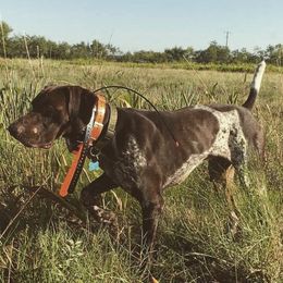 German Shorthaired Pointers from Bridget's GSPs