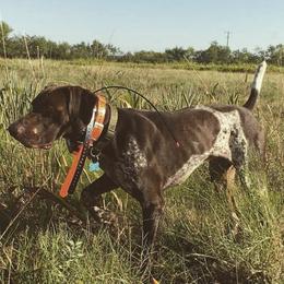 German Shorthaired Pointers from Bridget's GSPs
