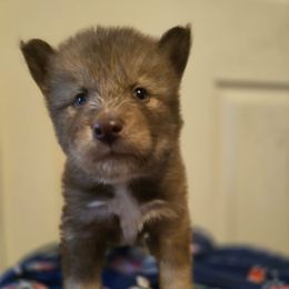Light Red boy - Red and white male Siberian Husky puppy in East Otto, New York from Howling Huskies