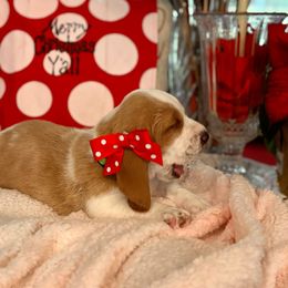 Light green collar- Elffie - Lemon and white female Basset Hound puppy in Hattiesburg, Mississippi from The Kennels at Tate Farm