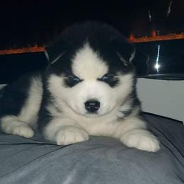 Siberian Husky Puppies from Xk siberians