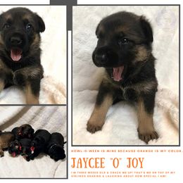 German Shepherd Puppies from Mountain Kraft K9 Kennel