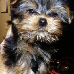 Male2-3448 - Blue and gold male Yorkshire Terrier puppy in Baraga, Michigan from Ojibwa Yorkies