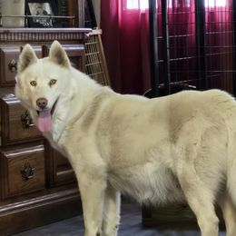 Vega - Siberian Husky