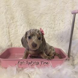 Pretty Girl - Dachshund