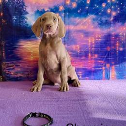 Charming - Silver gray male Weimaraner puppy in Aitkin, Minnesota from Whispering’s GunDogs