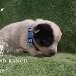 Jane - Blue female Australian Cattle Dog puppy in Silsbee, Texas from Rockin ND Ranch