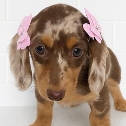 Dachshunds from Lorac’s Edelhund