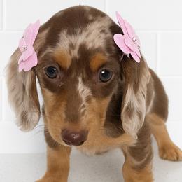 Dachshunds from Lorac’s Edelhund