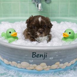 Benji - Chocolate male Shih Tzu puppy in Hialeah, Florida from South East Coast Angels Shih Tzus
