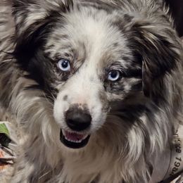 Tulsa - Miniature American Shepherd