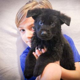 German Shepherd Puppies from Vonherdom German Shepherds