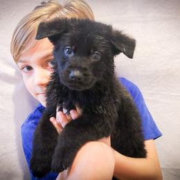 German Shepherd Puppies from Vonherdom German Shepherds