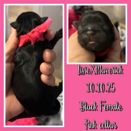 Pink collar - Black female Shih Tzu puppy in Kosciusko, Mississippi from The Dog House LLC