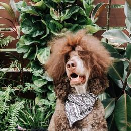 Goldendoodle and Poodle All Grown Up from Rolling Oak Doodles