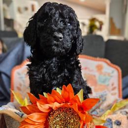Nico - Black male Goldendoodle puppy in Meridian, Idaho from Lucy's Golden Doodles