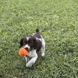 Kid - Liver and white male Brittany puppy in Elko, Georgia from HillTop Brittany Kennel
