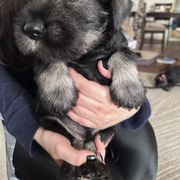Boy 2 - Standard Schnauzer puppy from Amazing Standard Schnauzers