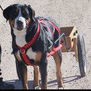 Greater Swiss Mountain Dog and Rottweiler All Grown Up from Cornerstone Kennels