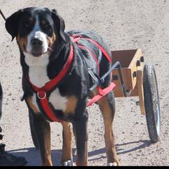 Greater Swiss Mountain Dog and Rottweiler All Grown Up from Cornerstone Kennels