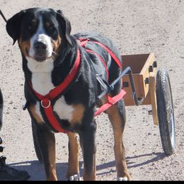 Greater Swiss Mountain Dog and Rottweiler All Grown Up from Cornerstone Kennels