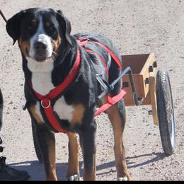 Greater Swiss Mountain Dog and Rottweiler All Grown Up from Cornerstone Kennels