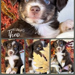 6 - Theo - Red tri-color male Miniature American Shepherd puppy in Huntington, Texas from JKKJ Farms